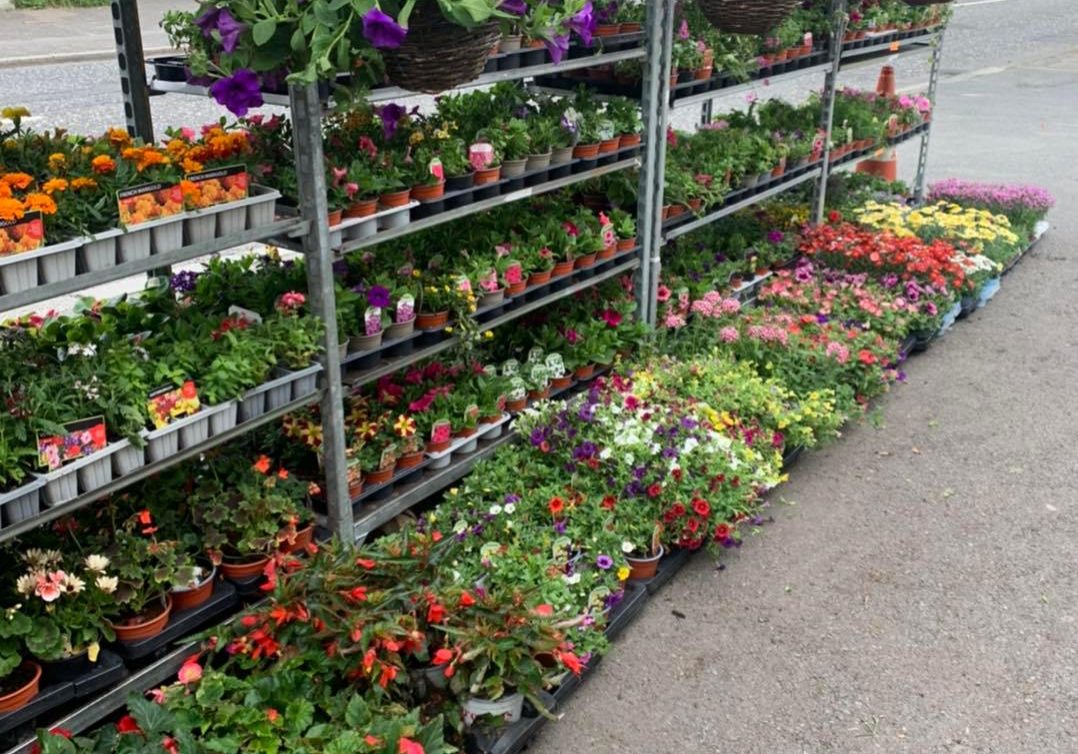 Hilltop Variety Store Gardening Plants in Kilkeel